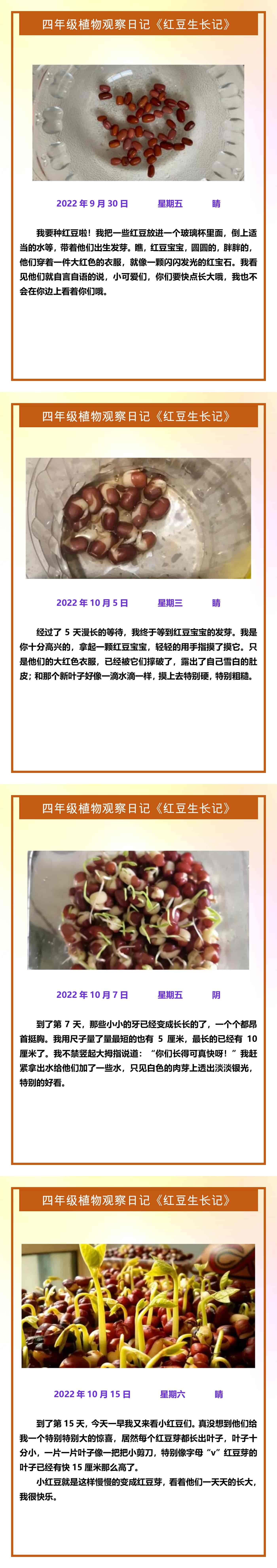 四年级植物观察日记《红豆生长记》