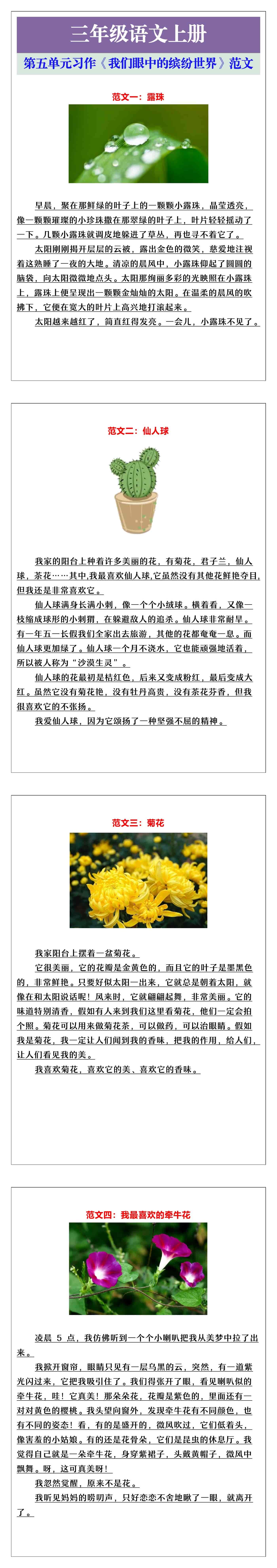 三年级语文上册第五单元习作《我们眼中的缤纷