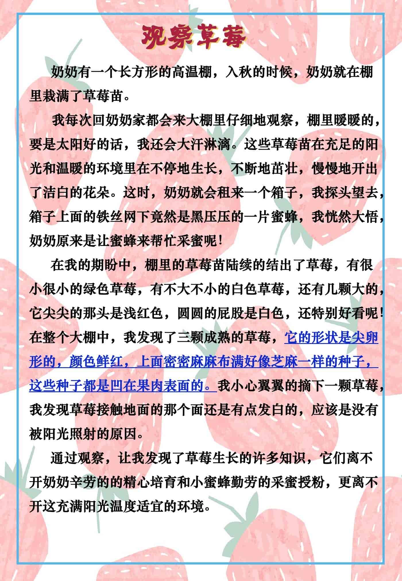 四年级期末满分作文《观察草莓》