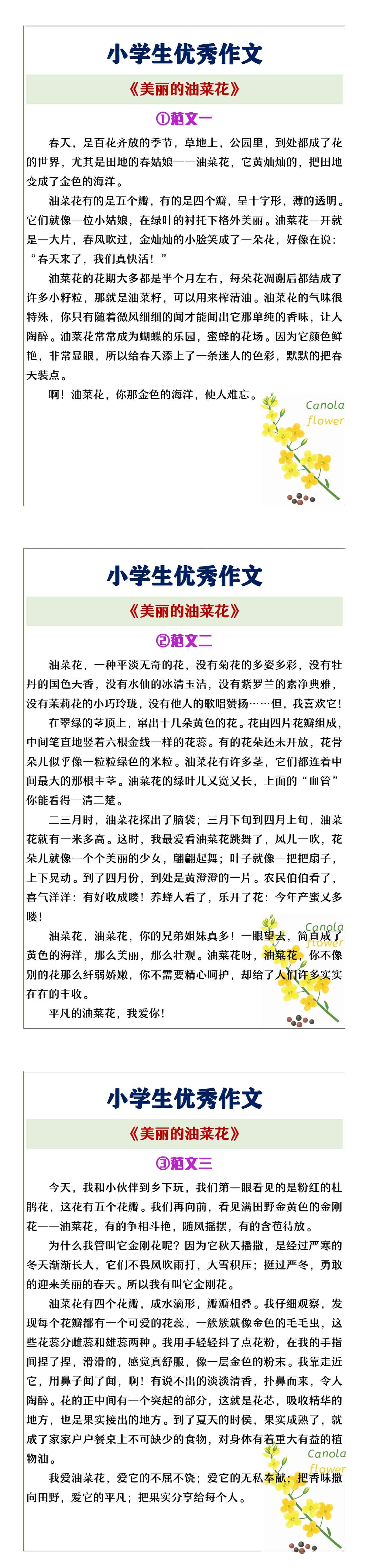 小学生优秀作文《美丽的油菜花》