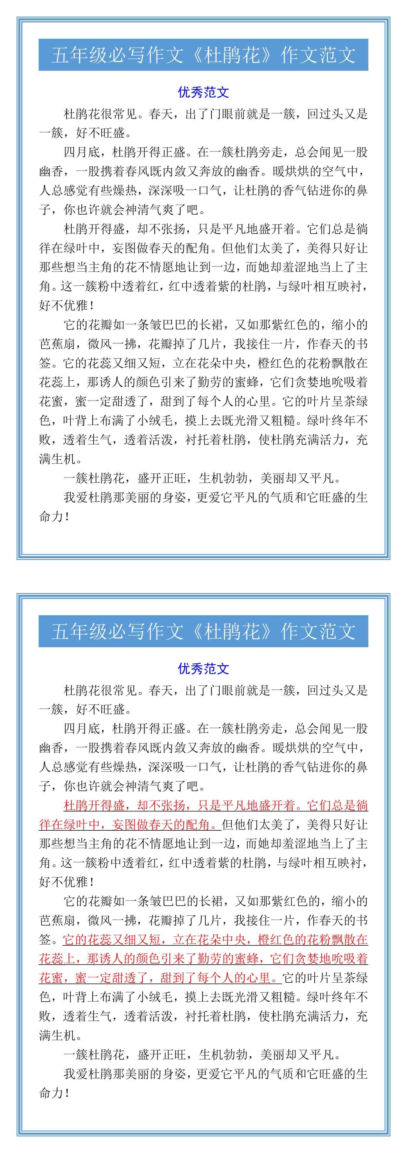 五年级必写作文《杜鹃花》作文范文