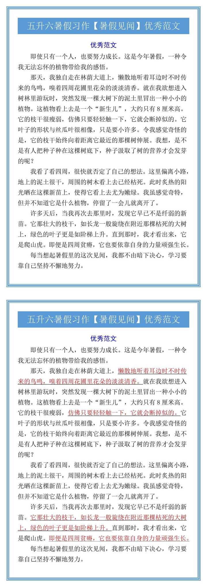 五升六暑假习作【暑假见闻】优秀范文