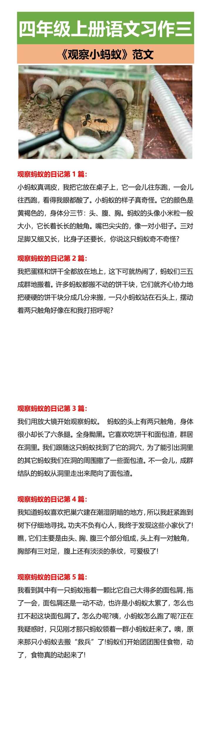 四年级上册语文习作三 《观察小蚂蚁》范文