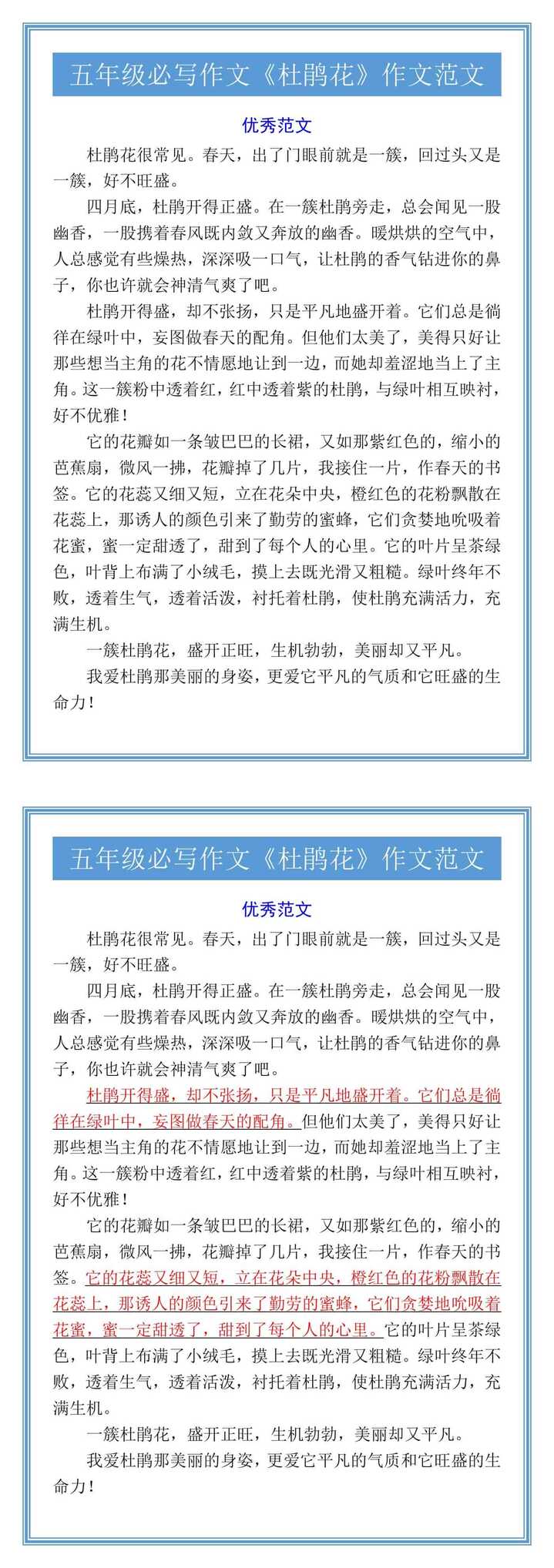 五年级必写作文《杜鹃花》作文范文