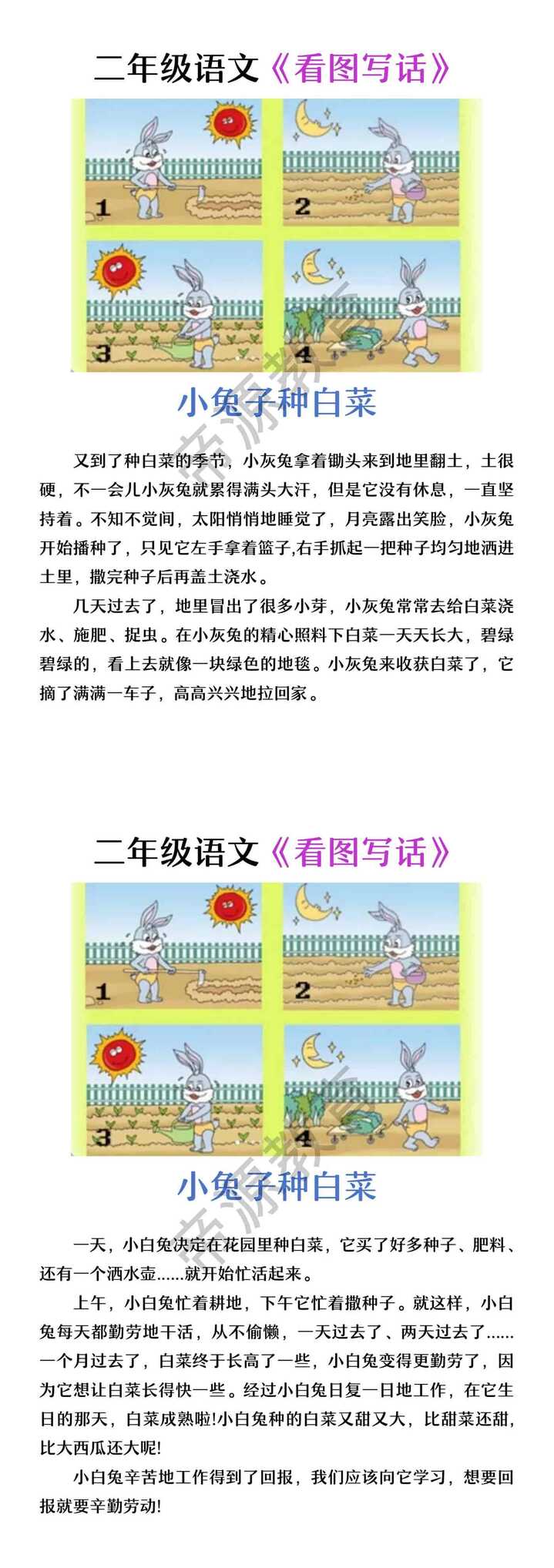 二年级看图写话《小白兔种白菜》
