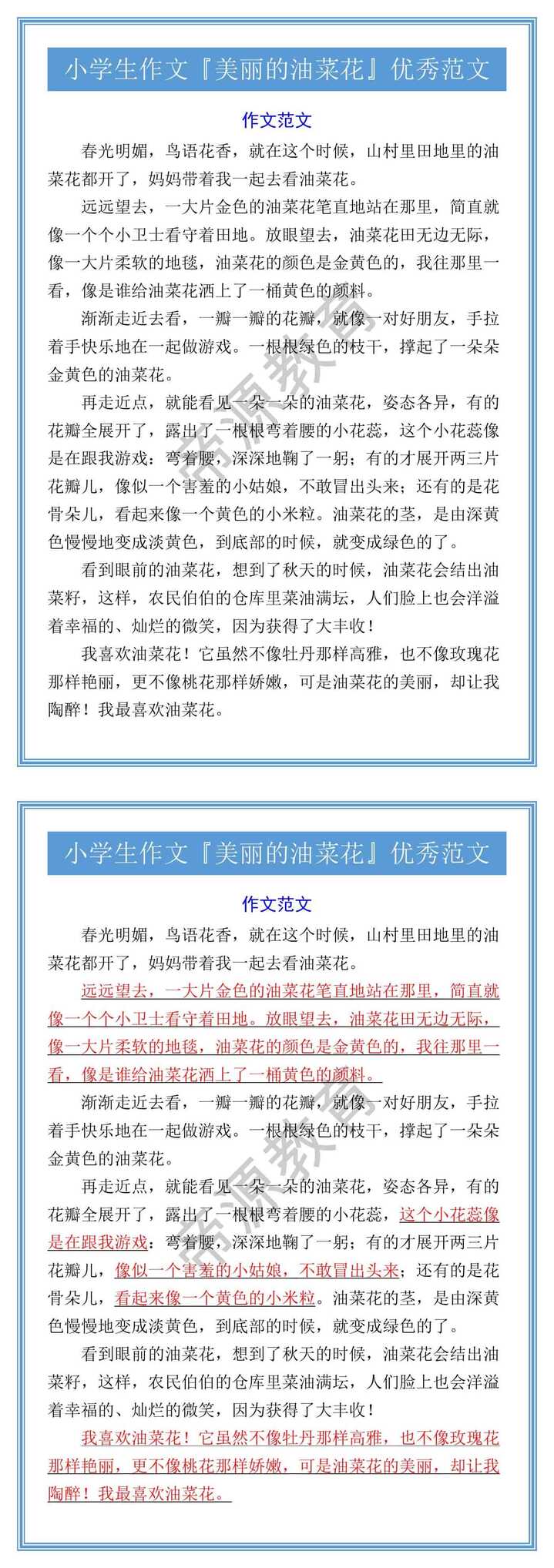 小学生作文『美丽的油菜花』优秀范文