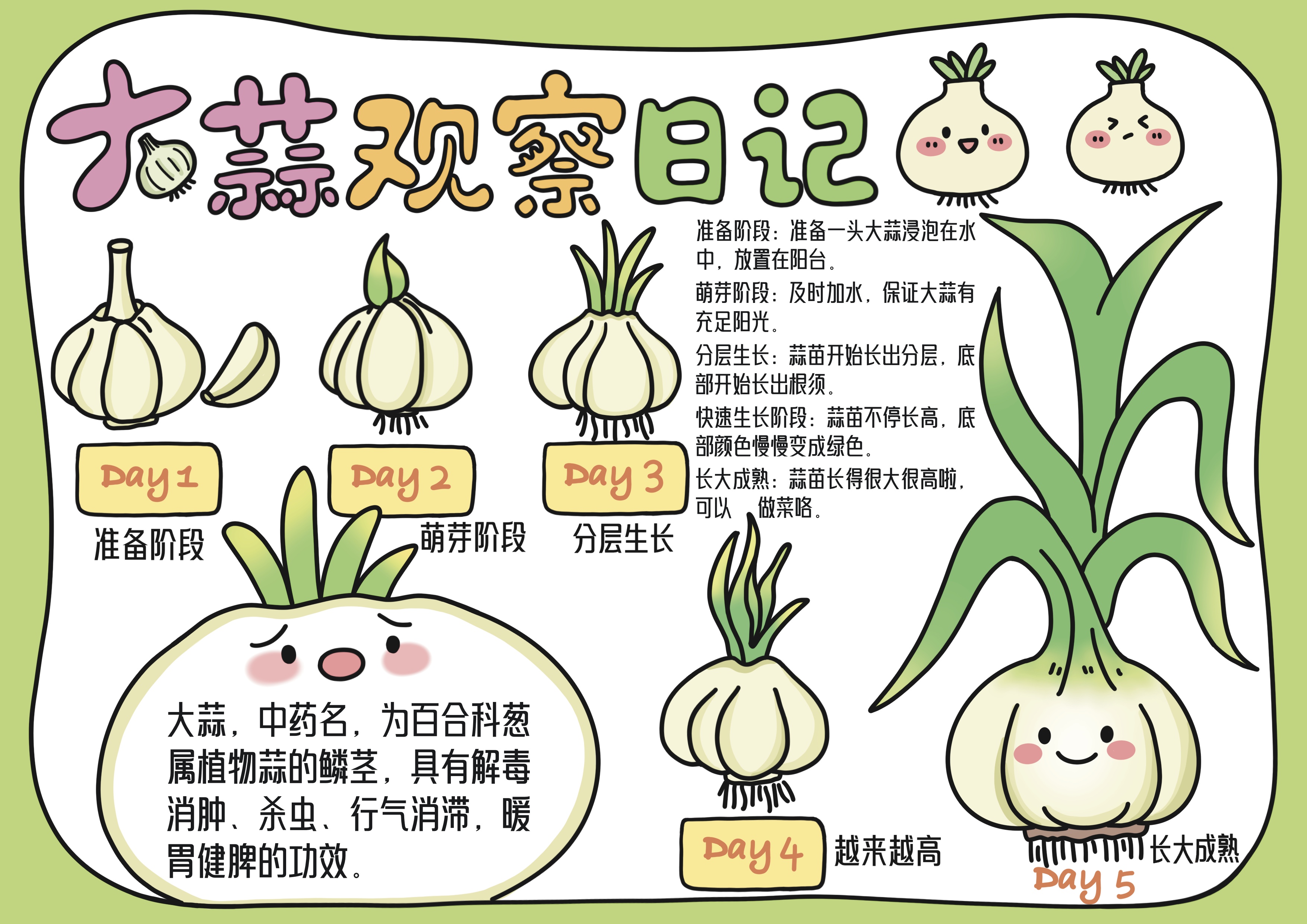 大蒜观察日记主题手抄报