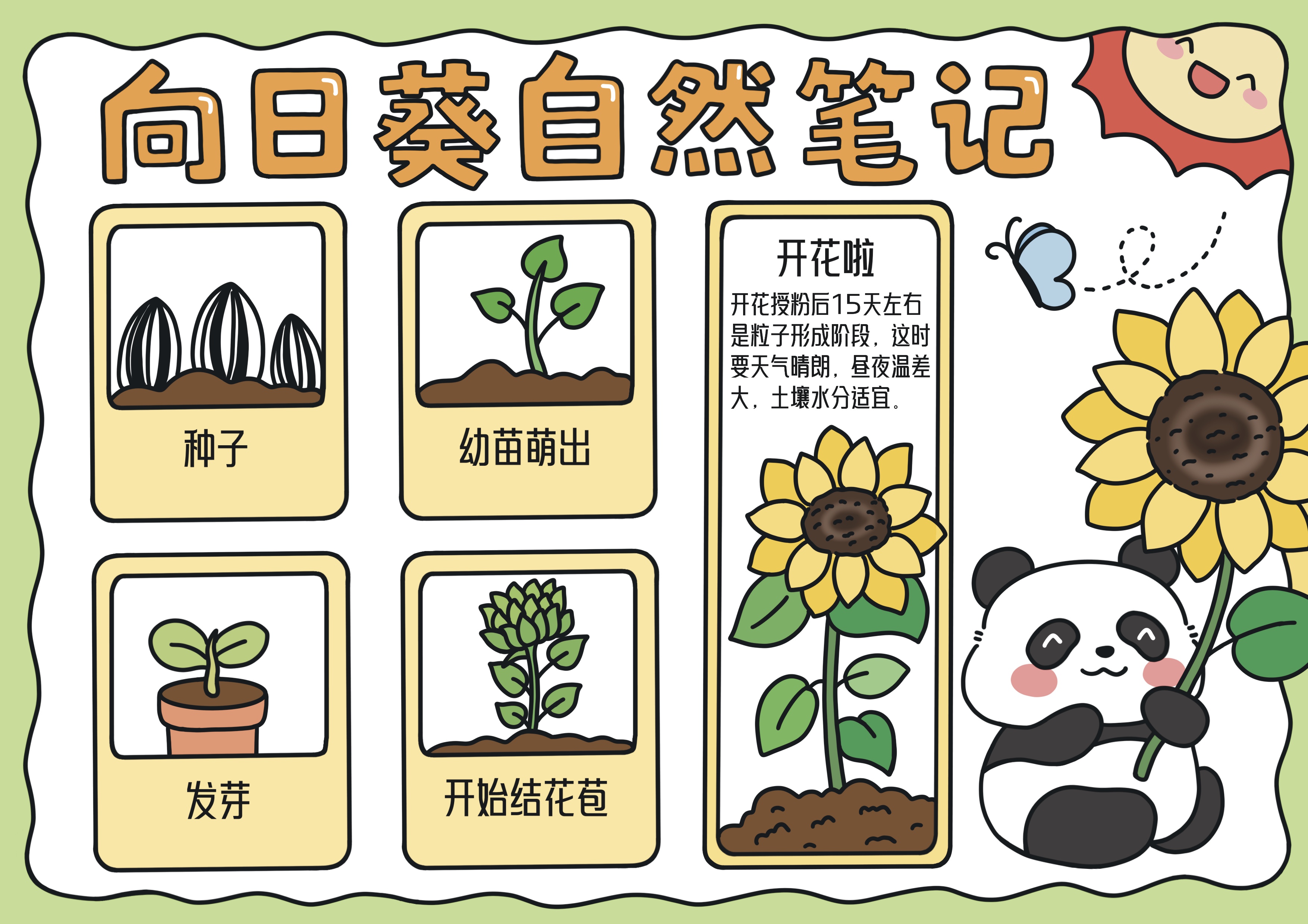 向日葵自然笔记主题手抄报