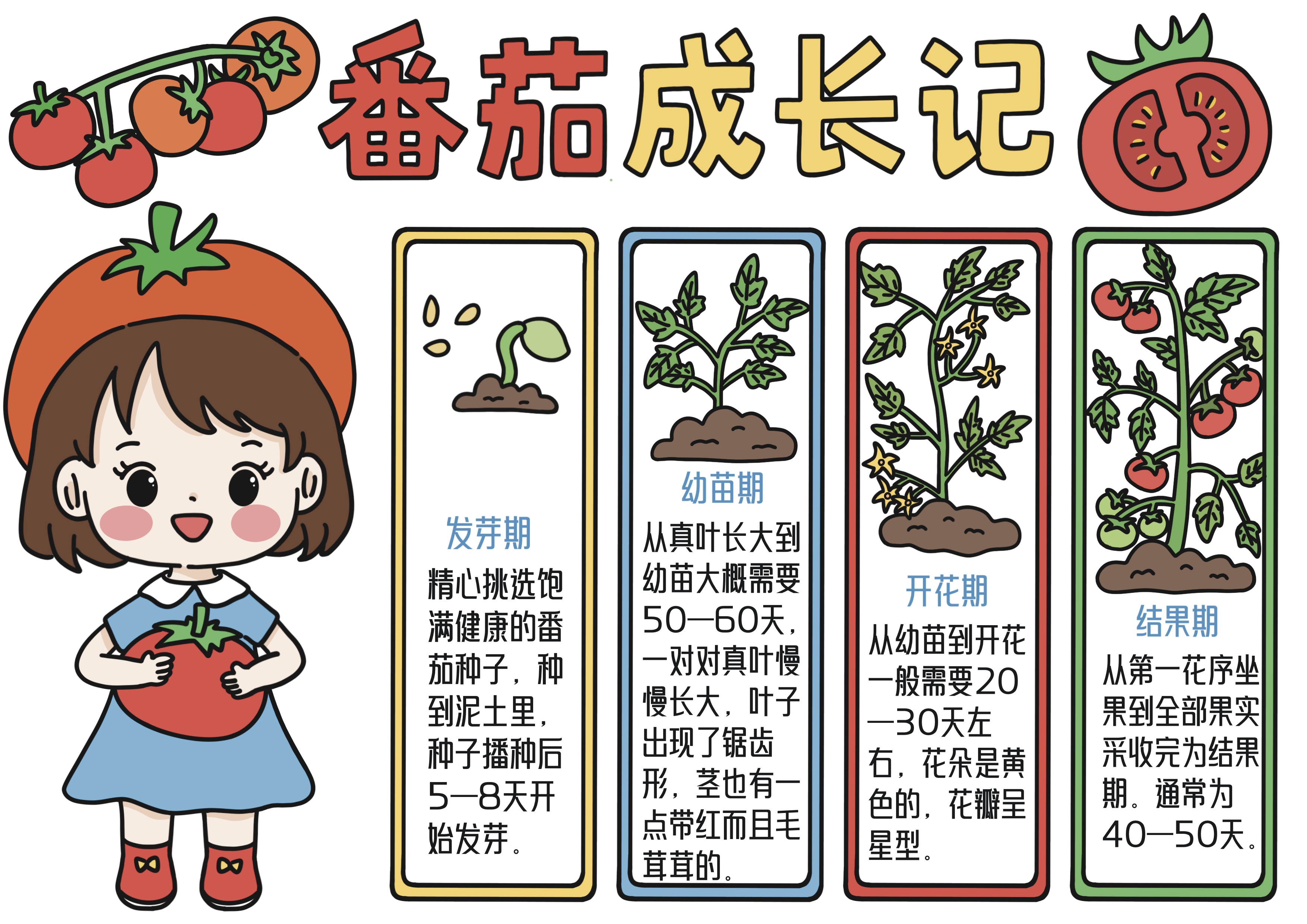 番茄成长记主题手抄报