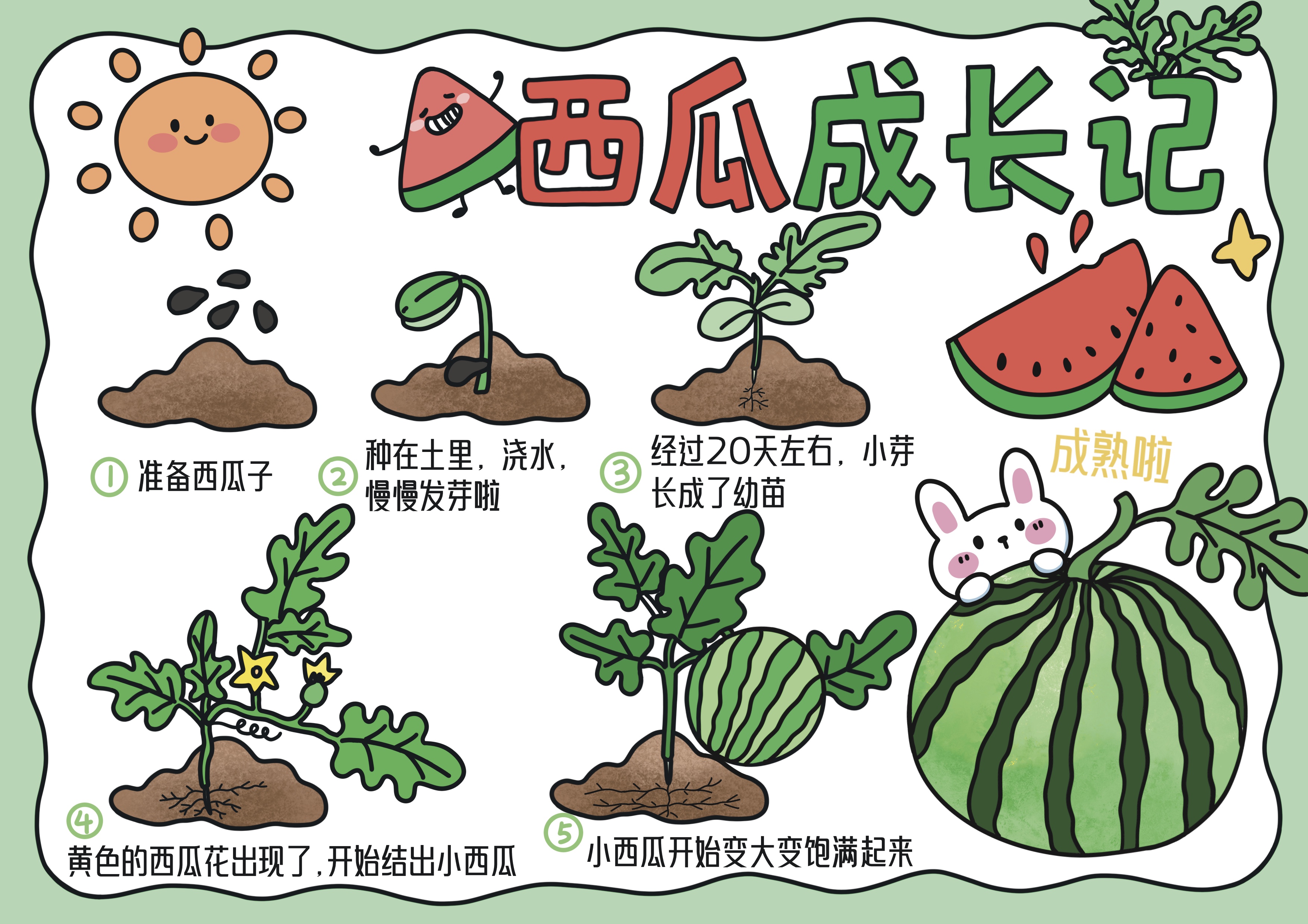 西瓜成长记主题科学手抄报